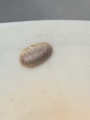 Chitonoidea