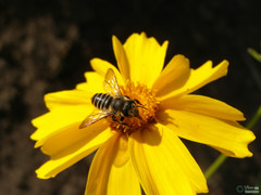 Megachile