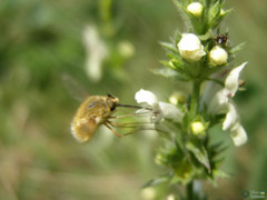 Bombyliidae