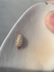 Chitonoidea