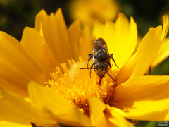 Coelioxys