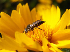 Coelioxys