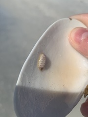 Chitonoidea