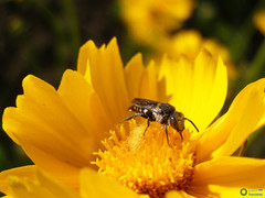 Coelioxys