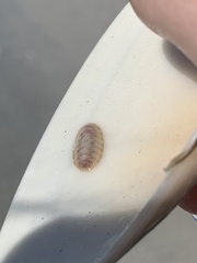 Chitonoidea
