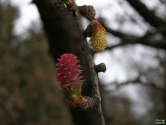 Larix decidua