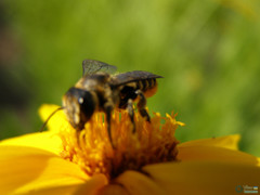 Megachile