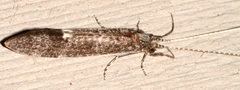 Ceraclea cancellata