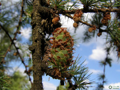 Larix