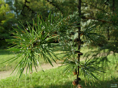 Larix