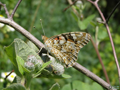 Vanessa cardui