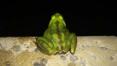 Pseudis platensis