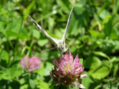 Melanargia galathea