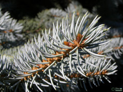 Picea pungens