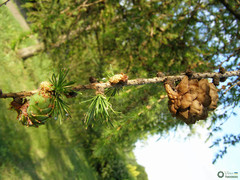 Larix