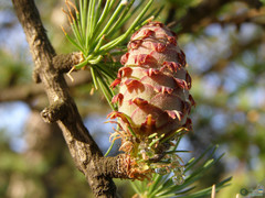 Larix