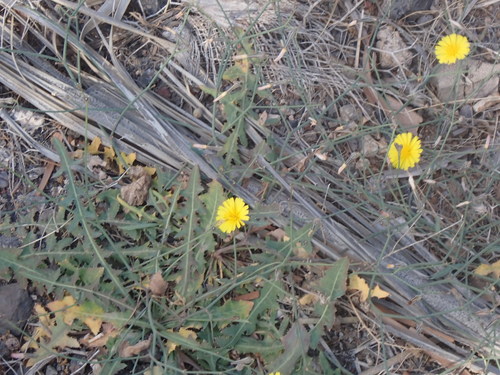 Image of Launaea nudicaulis by (c) John Lyden, some rights reserved (CC BY)