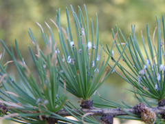 Larix