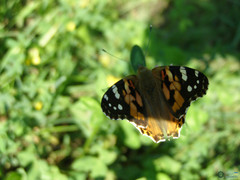 Vanessa cardui