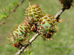 Larix