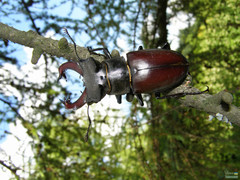 Lucanus cervus