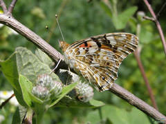 Vanessa cardui