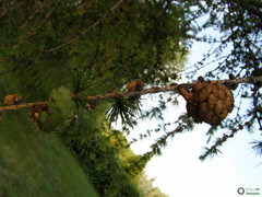 Larix