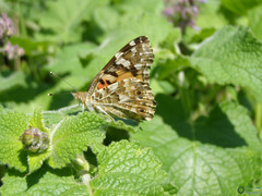 Vanessa cardui