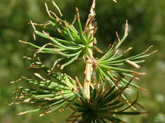 Larix