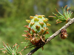 Larix