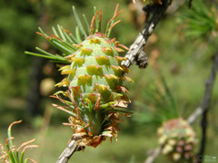 Larix