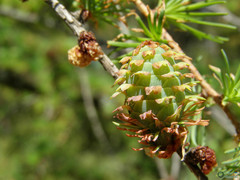 Larix