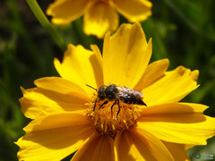 Coelioxys
