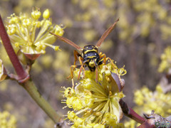 Polistes dominula
