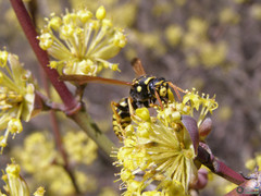 Polistes dominula
