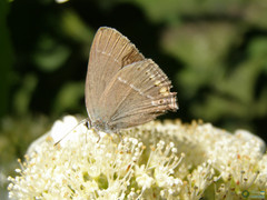 Papilionoidea