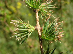 Larix