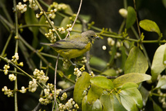 Chlorophonia cyanocephala