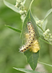 Cotesia glomerata