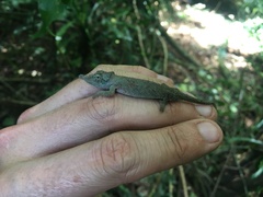 Rhampholeon spinosus