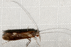 Ceraclea slossonae