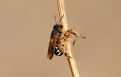 Notanthidium steloides