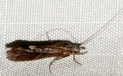 Ceraclea slossonae