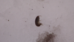 Crangonyx rivularis