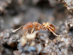 Strumigenys ananeotes