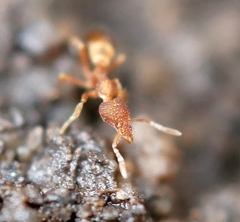 Strumigenys ananeotes