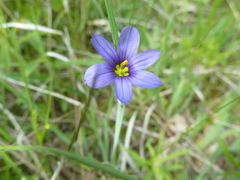 Sisyrinchium septentrionale