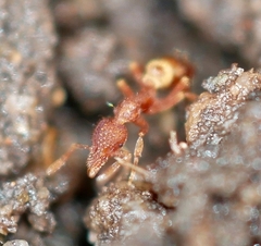 Strumigenys ananeotes