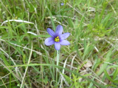 Sisyrinchium septentrionale