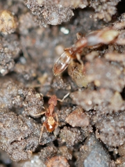 Strumigenys ananeotes